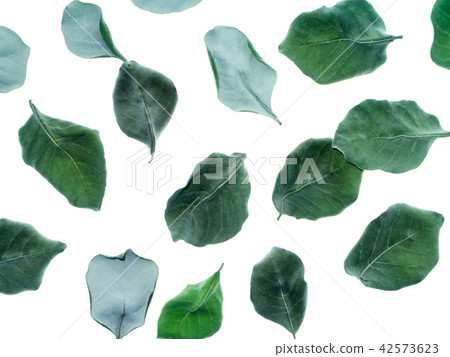 Dry leaves of Vitex trifolia 42573623