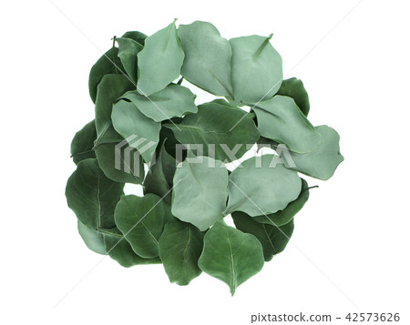 Dry leaves of Vitex trifolia 42573626