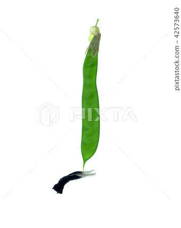 Blue Pea or Butterfly Pea. Blue Pea or Butterfly Pea. 42573640