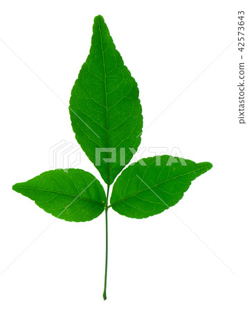 Bengal Quince leaf. Bengal Quince leaf. 42573643