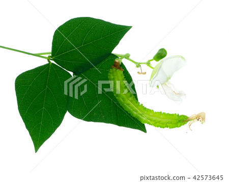 Close up of Wing bean flower. 42573645