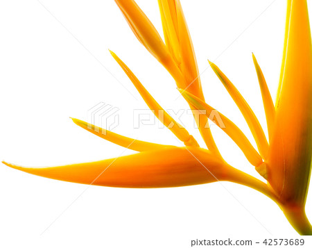 Close up Heliconia flower 42573689