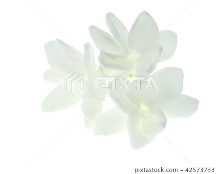 Close up of jasmine flower. 42573733