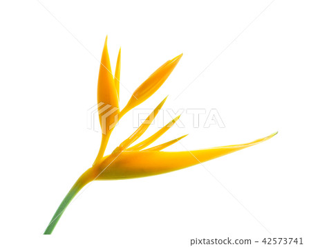 Close up Heliconia flower 42573741