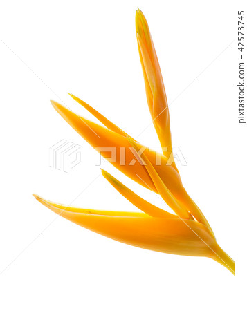 Close up Heliconia flower Close up Heliconia flower 42573745