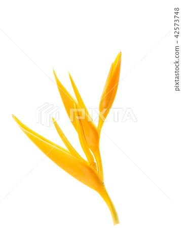 Close up Heliconia flower Close up Heliconia flower 42573748