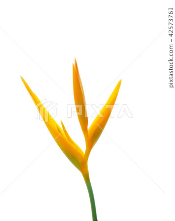 Close up Heliconia flower 42573761