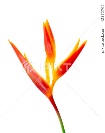 Close up Heliconia flower 42573765