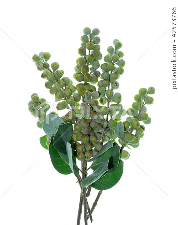 Close up of Vitex trifolia 42573766