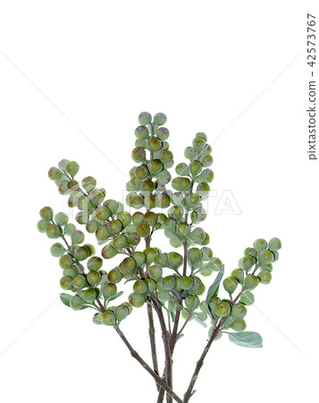 Close up of Vitex trifolia Close up of Vitex trifolia 42573767