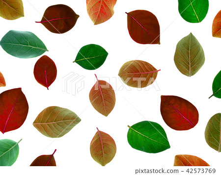 Close up of Vitex trifolia 42573769