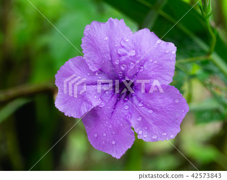 Ruellia tuberosa flower. 42573843
