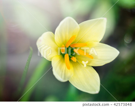 Beautiful rain lily flower 42573848