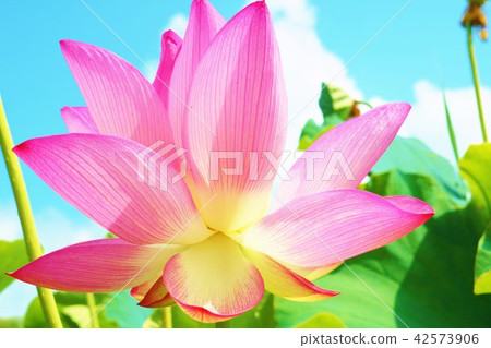 Oga蓮花 42573906