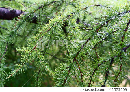 European Larch (Larix decidua) with raindrops European Larch (Larix decidua) with raindrops 42573909