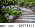 Landscape with hydrangea 346 42574448