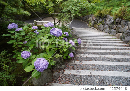 Landscape with hydrangea 346 42574448