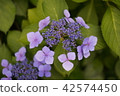 Hydrangea 424 42574450
