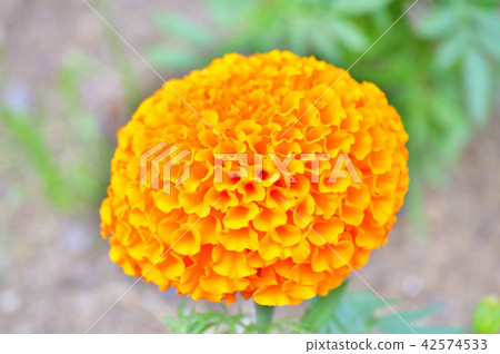 A photograph taken in close-up of a flower of Marigold which is orange and close to a spherical shape and beautiful color and shape 42574533