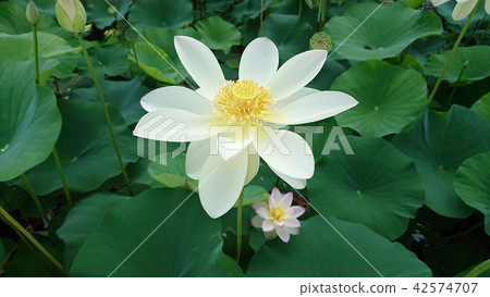 Lotus in summer 42574707