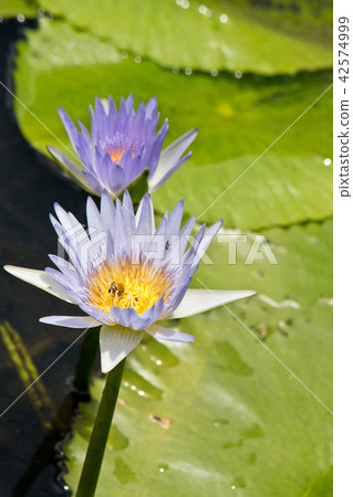 Detail of cape waterlily in the wilderness.  42574999
