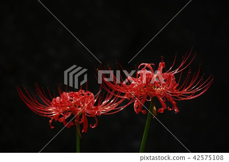 Two head flowers on the shore of Higan 42575108