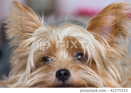 可愛·緊湊·狗·約克夏犬 可愛·緊湊·狗·約克夏犬 42575355