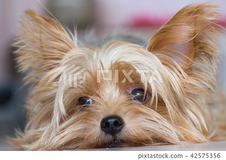 how do you discipline a yorkie puppy