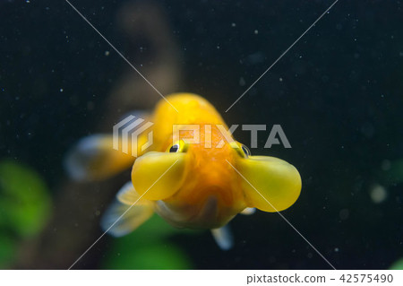 水族館·魚·欣賞·金魚·可愛 水族館·魚·欣賞·金魚·可愛 42575490
