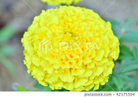 Photograph taken in closeup of flower of marigold which is yellow, spherical, beautiful in color and shape Photograph taken in closeup of flower of marigold which is yellow, spherical, beautiful in color and shape 42575504