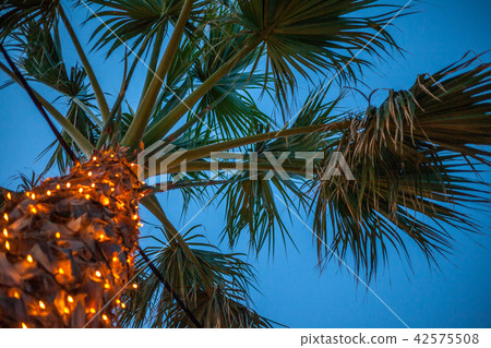 A tall palm tree under the sky. Artificial lights A tall palm tree under the sky. Artificial lights 42575508