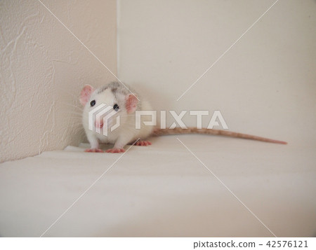 Stopped rats 42576121