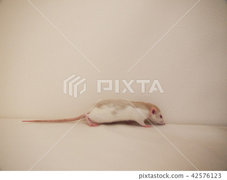 Running rat 42576123