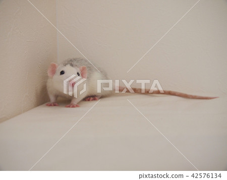 Stopped rats 42576134