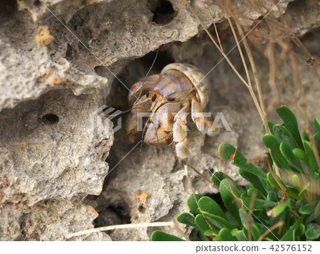 Hermit crab of Miyakojima 42576152