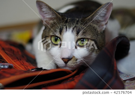 Nyanko  42576704