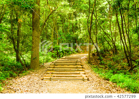 黑帶的夏季森林[福岡] 42577299