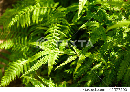 黑帶的夏季森林[福岡] 42577300