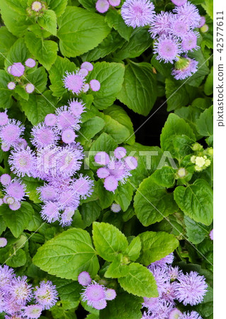 Agelatum Agelatum 42577611