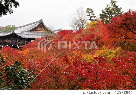 Tofukuji寺橋充滿明亮的秋天的顏色[京都市·東山區] 42578944