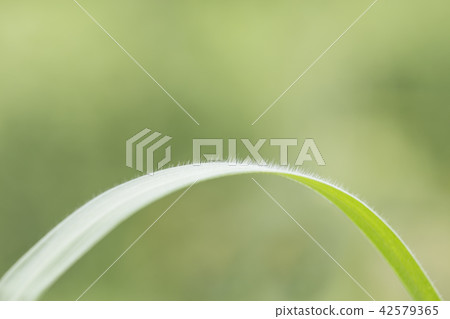 Blade of Grass with blurred background. Blade of Grass with blurred background. 42579365