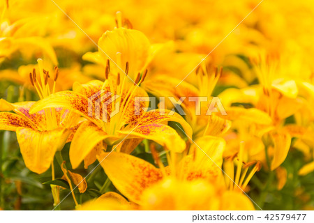 Tiny parrot ,lily flowers Tiny parrot ,lily flowers 42579477
