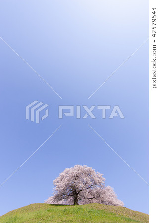 Spring scenery 42579543