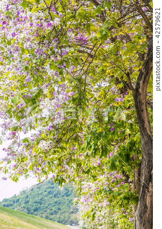 Lagerstroemia floribunda flower background 42579621
