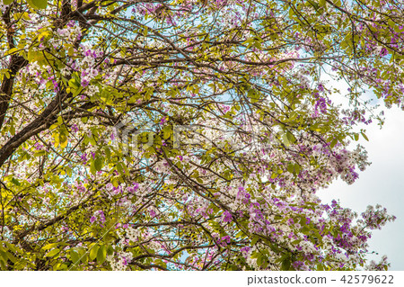 Lagerstroemia floribunda flower background Lagerstroemia floribunda flower background 42579622