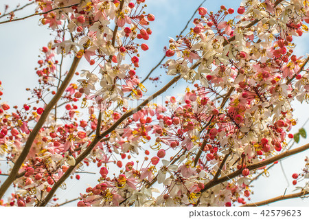 pink shower, cassia bakeriana craib flower pink shower, cassia bakeriana craib flower 42579623