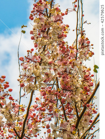pink shower, cassia bakeriana craib flower pink shower, cassia bakeriana craib flower 42579625