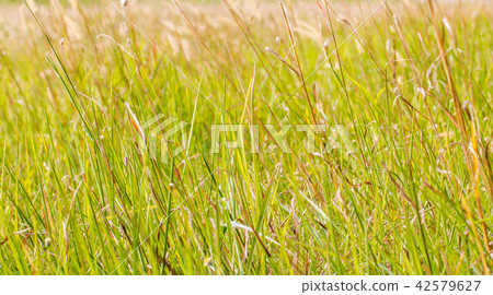 Autumn green and dry grass background texture 42579627