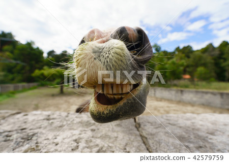 The smile of horse The smile of horse 42579759