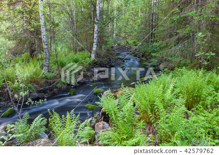 Small stream in forest Small stream in forest 42579762